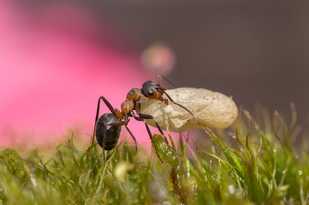 Ant with a larva