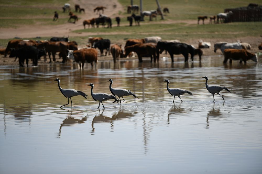 Photograph by Enkhjargal Sugarjav