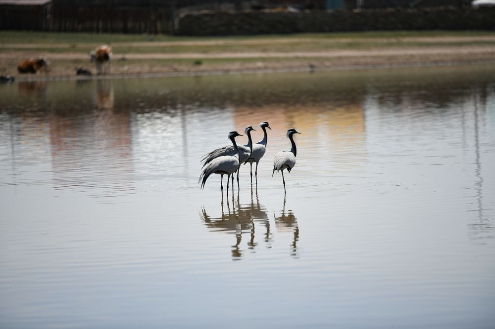 Photograph by Enkhjargal Sugarjav