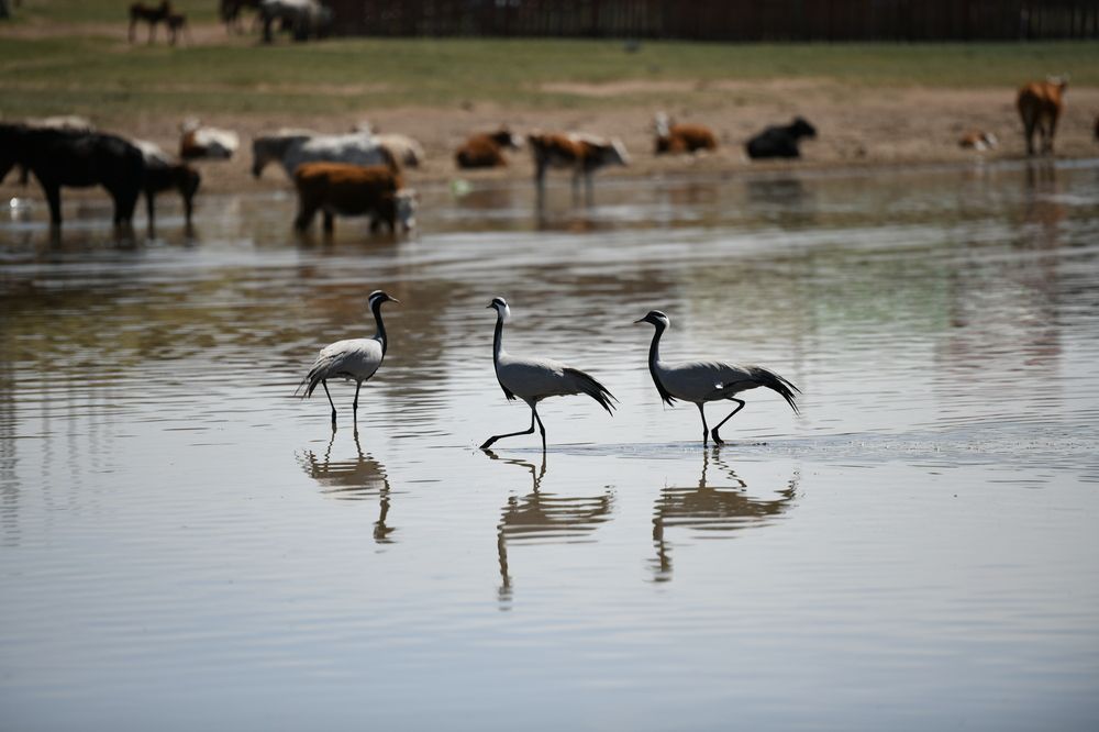 Photograph by Enkhjargal Sugarjav