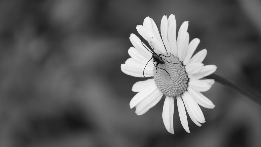 Photograph by Екатерина Александровна