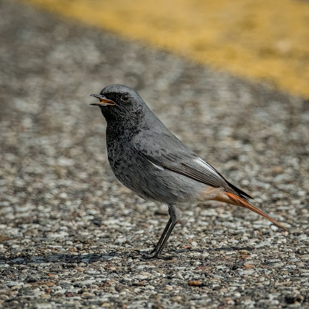 Photograph by Andrea Barlotti