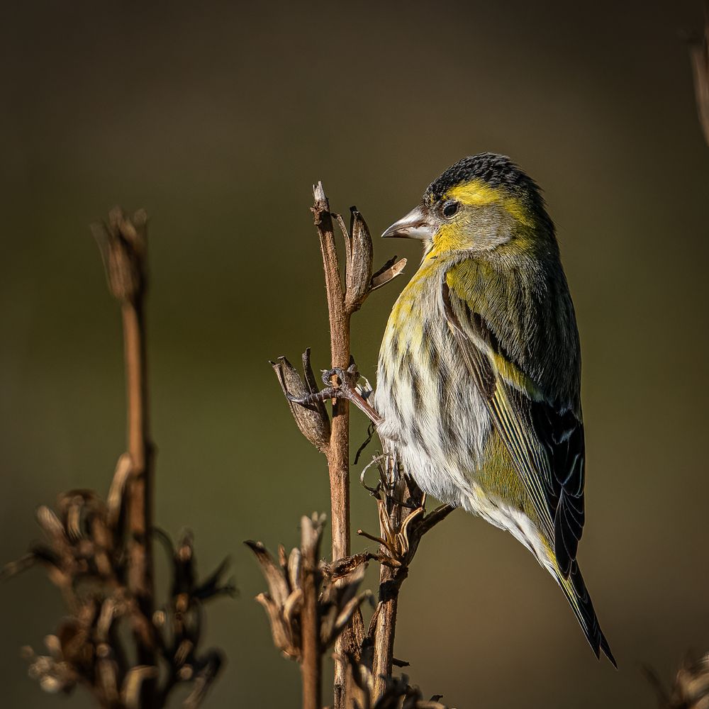 Photograph by Andrea Barlotti