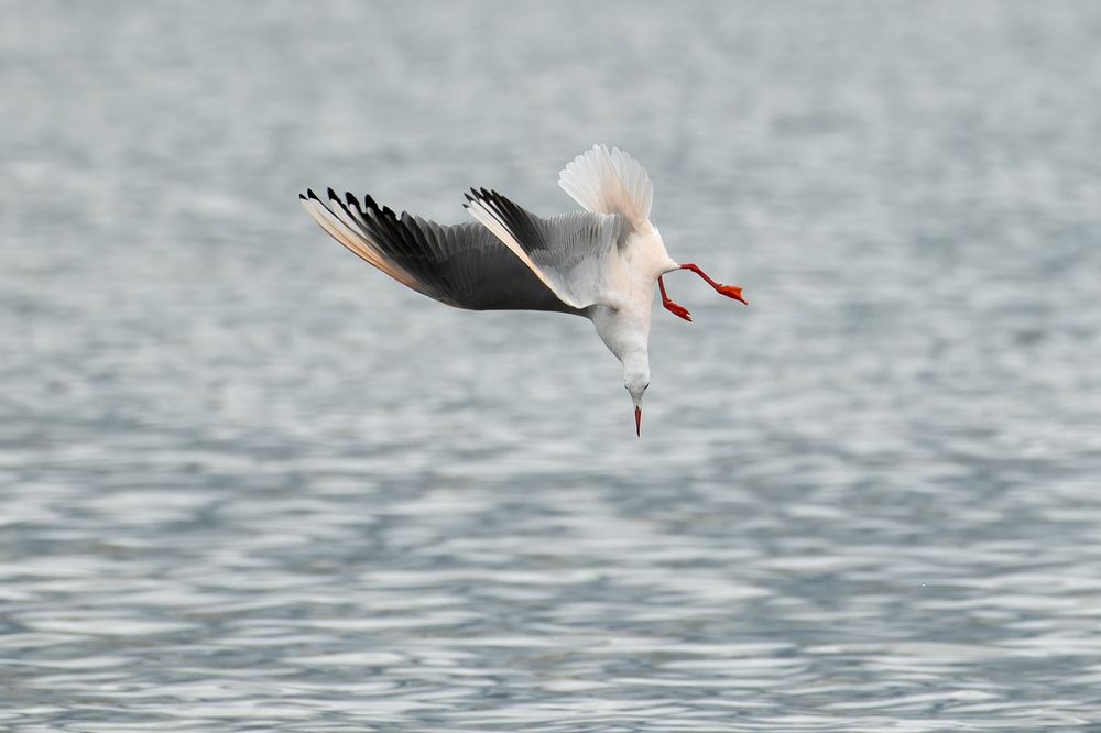 Крутое пике