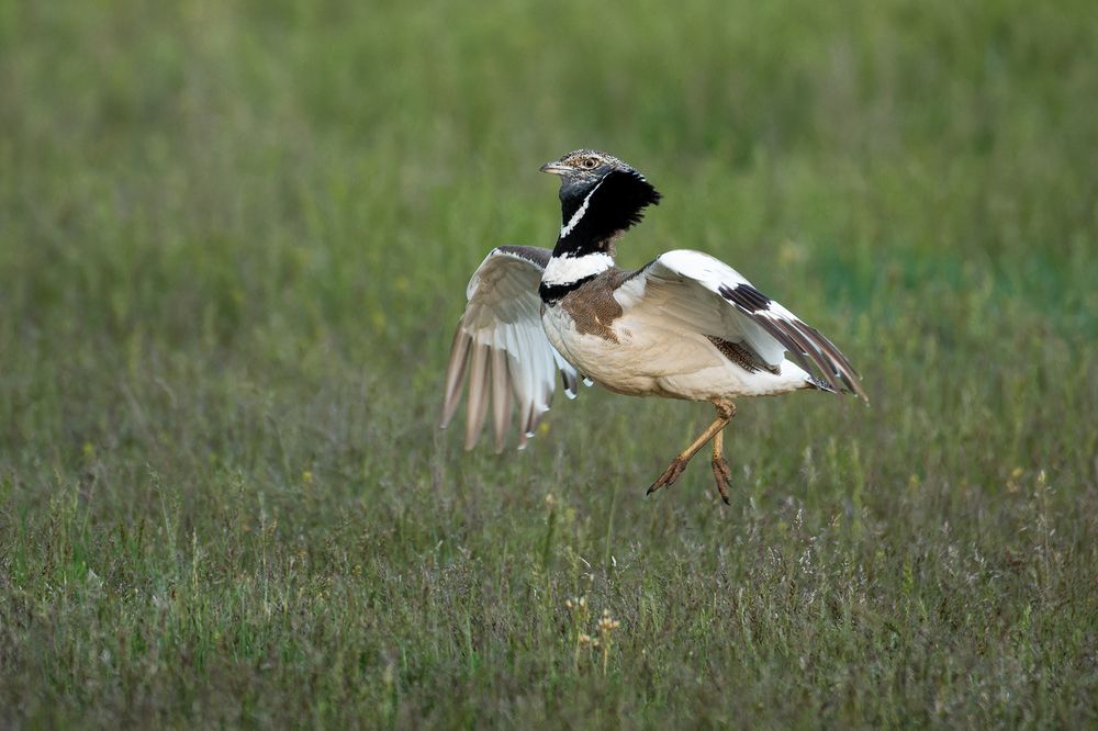 Артист балета