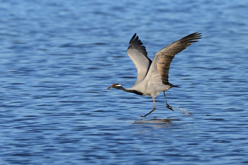 Разбег и взлёт