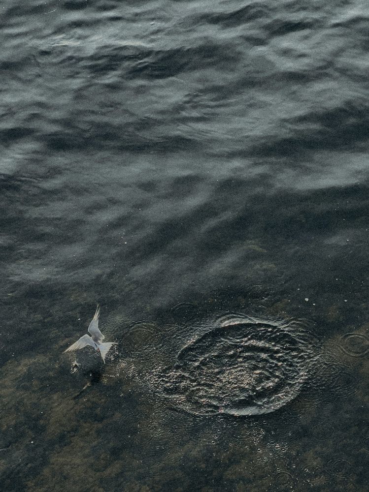 Фотография автора Анна Рыжикова