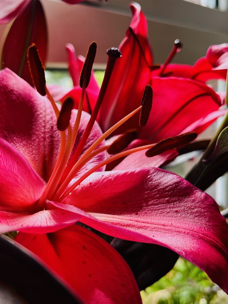 Красные лилии