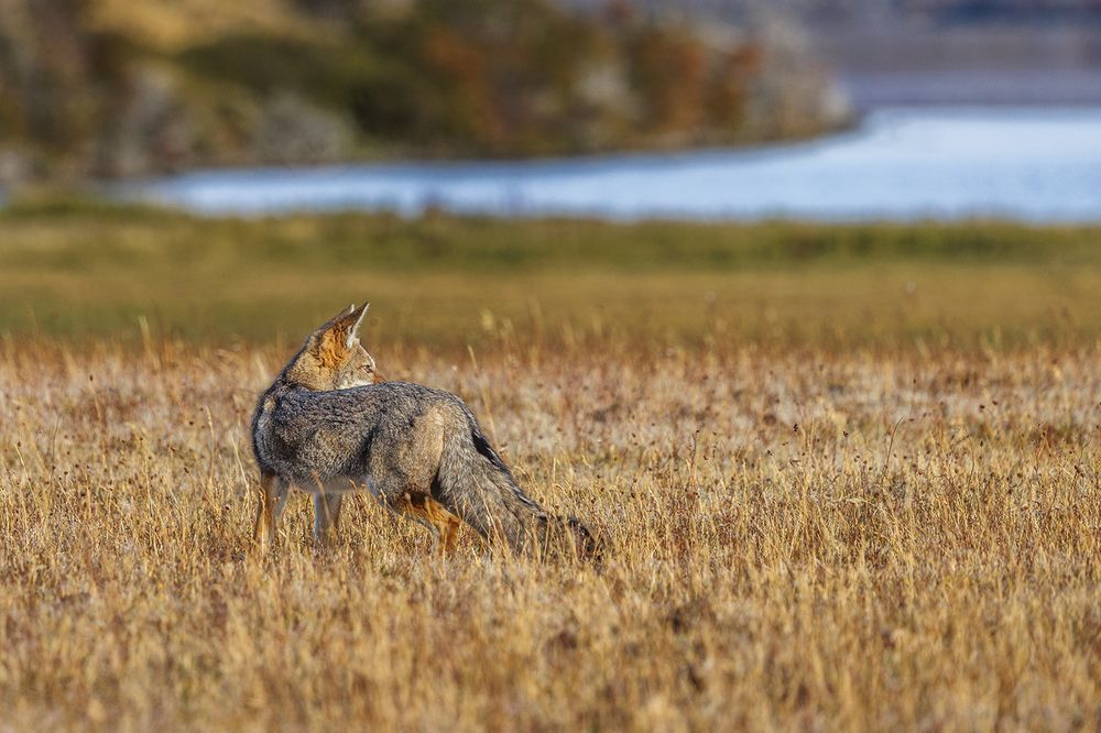 Whispers of the Wind