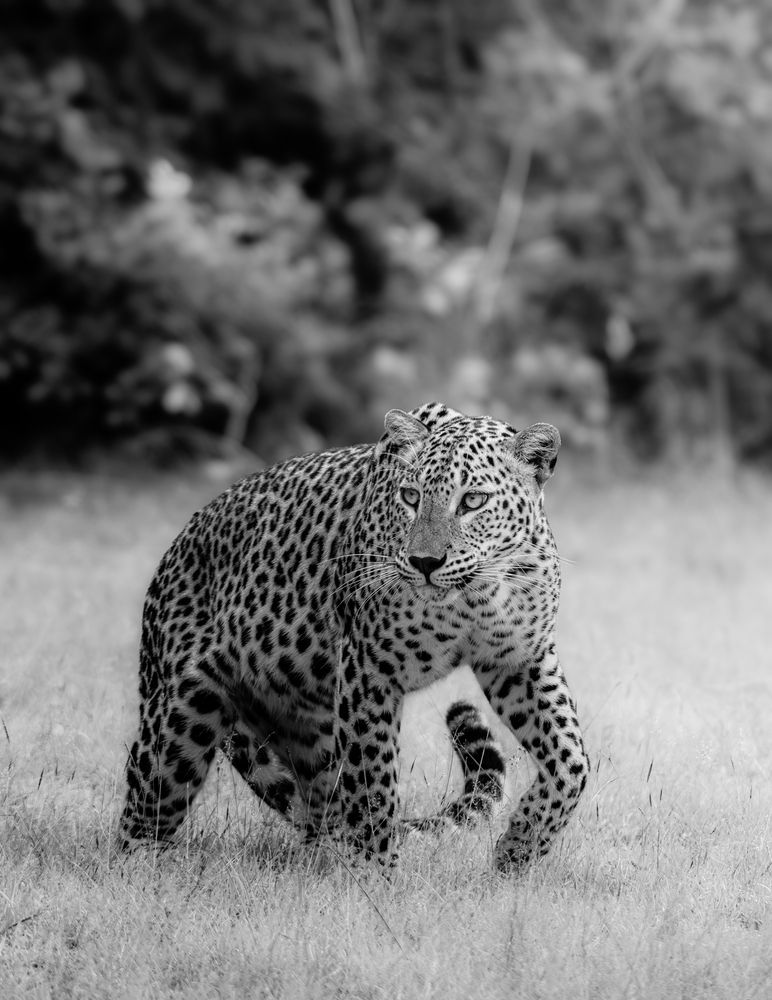 Photograph by Ravindu Attanayake