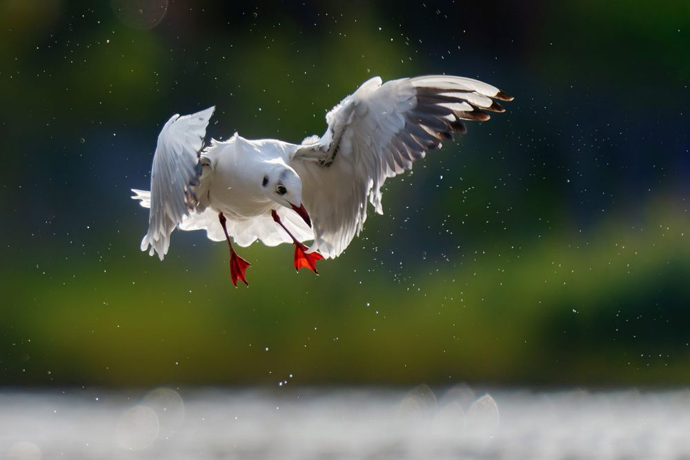 Photograph by Soheil Shahbazi