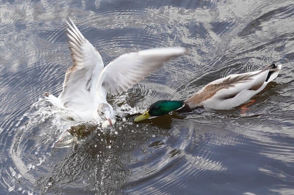 Photograph by Алфия Бугакова