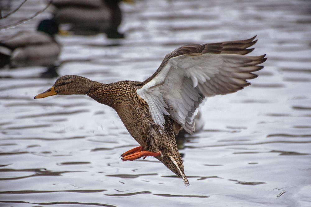 Photograph by Ирина