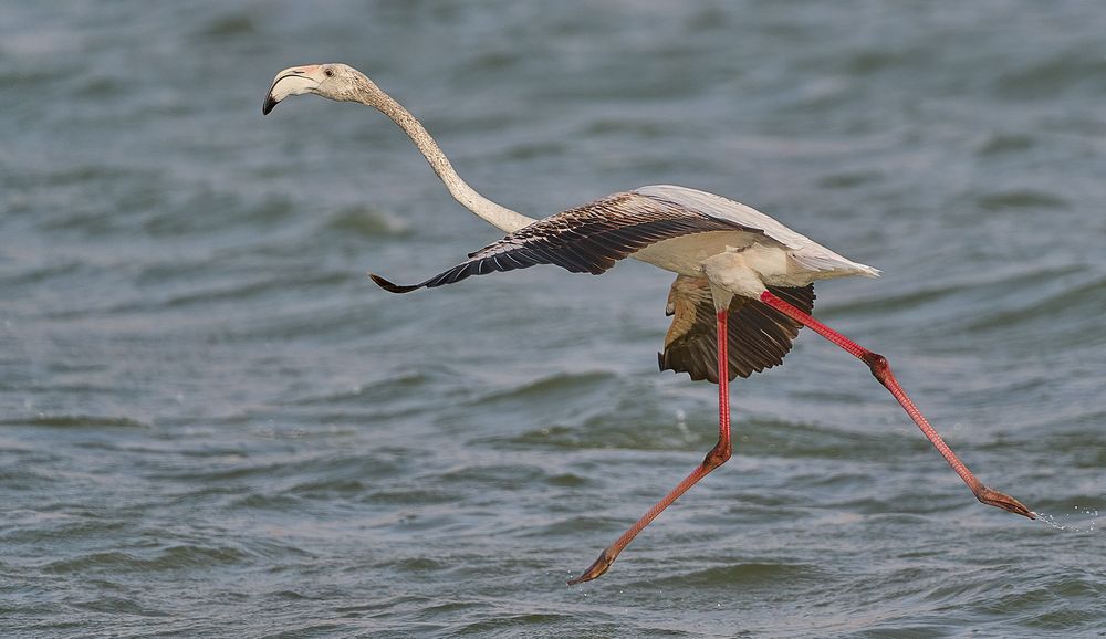 Photograph by Boris Bekelman