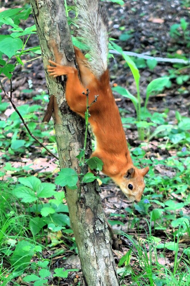 Бегущая по дереву
