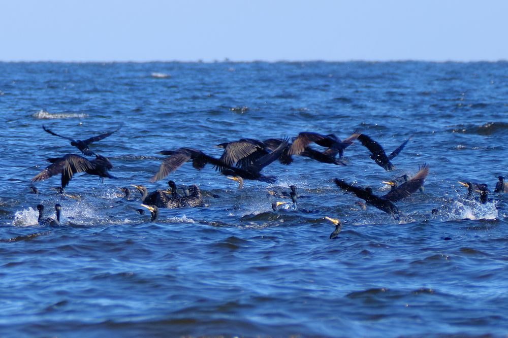 Фотография автора VIZO