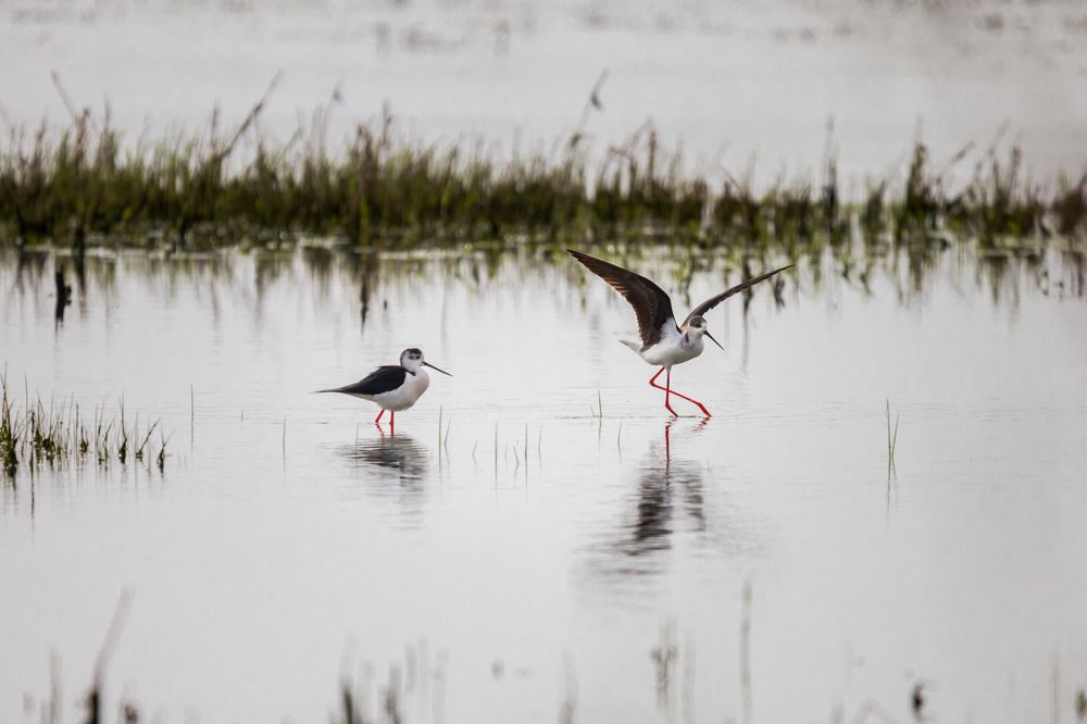 Photograph by Abbas Kalantar