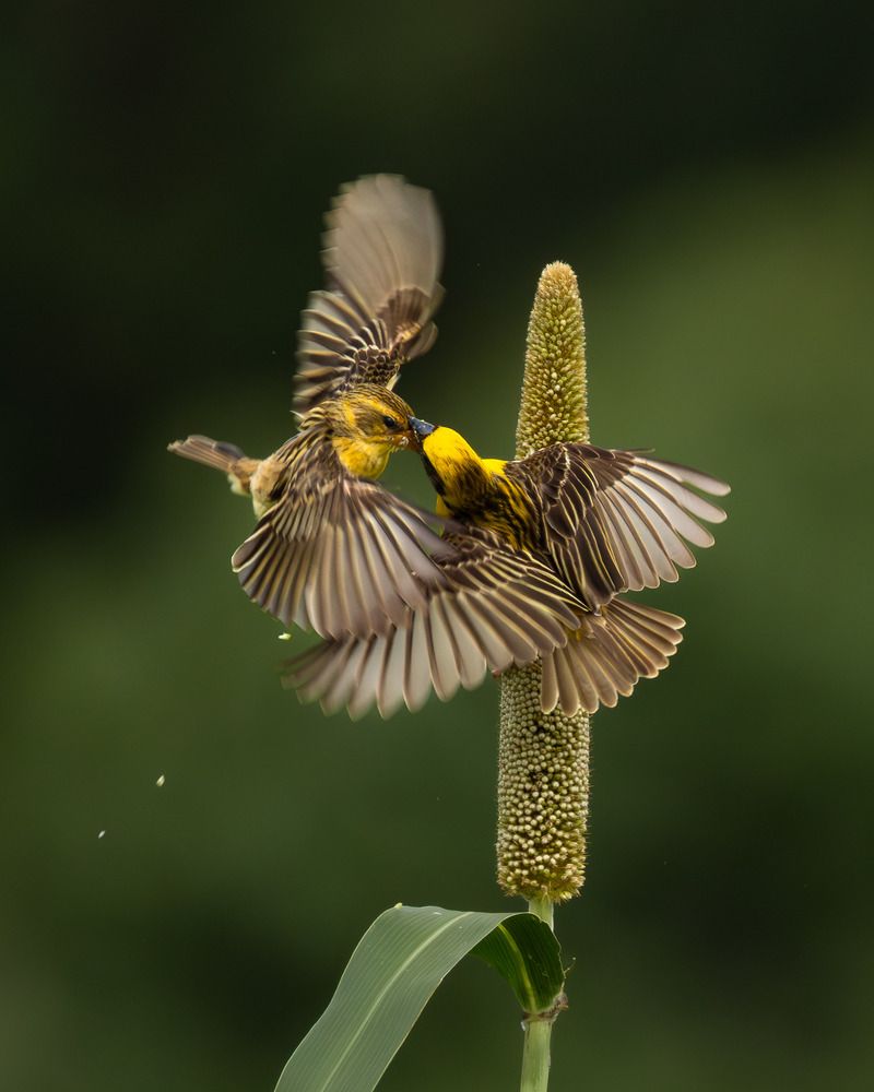 Photograph by Mahesh Kumar V Kolekar
