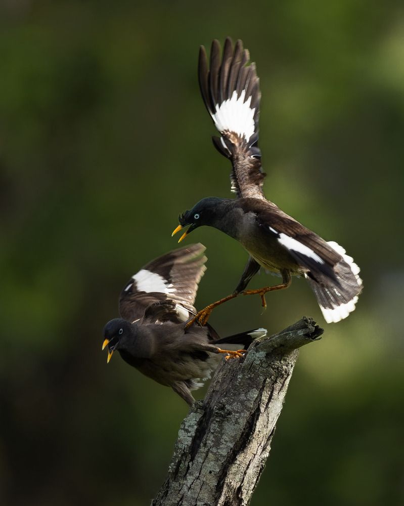 Photograph by Mahesh Kumar V Kolekar