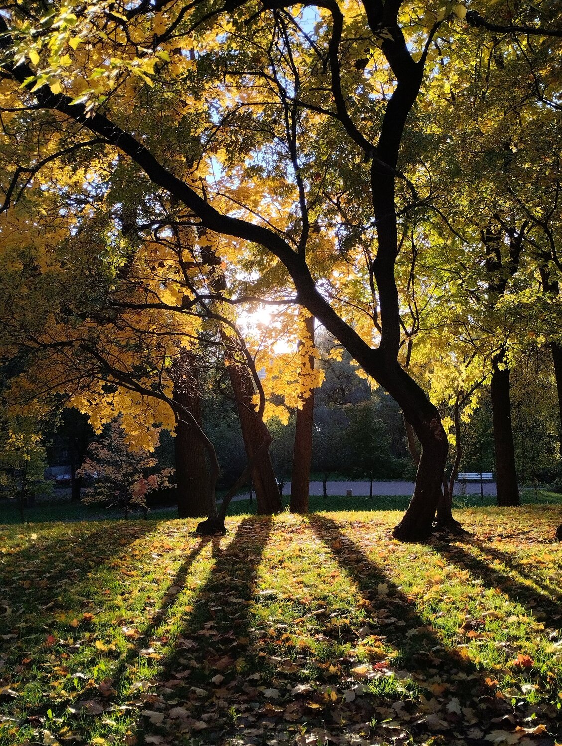 Photo #12327734