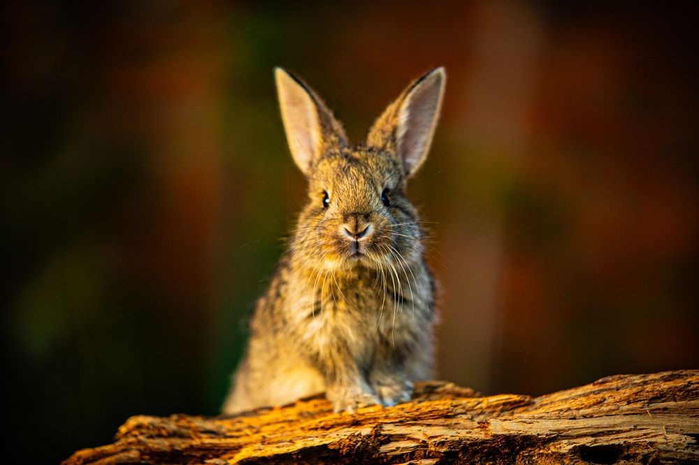 Фотография автора Михаил Лупина