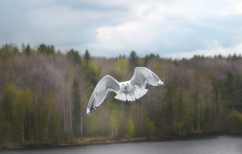 Photograph by Алла Андреева