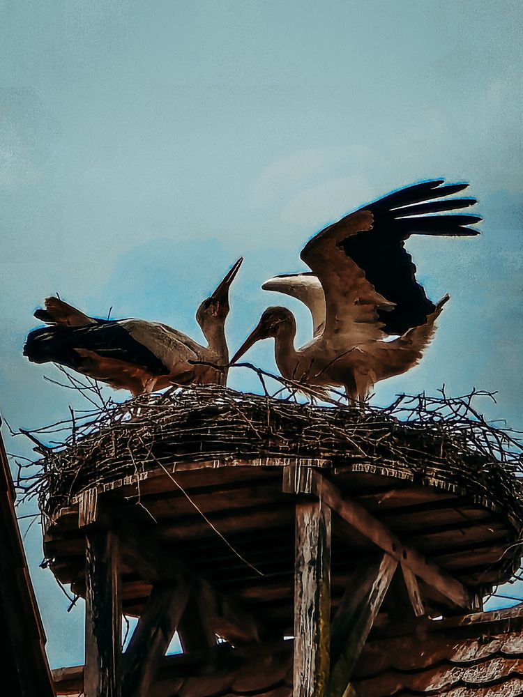 Photograph by Светлана