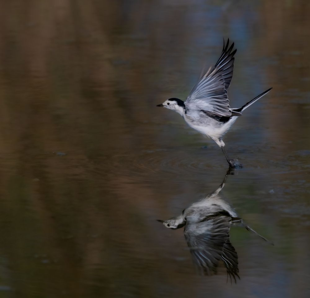 Photograph by Tanmoy Mitra