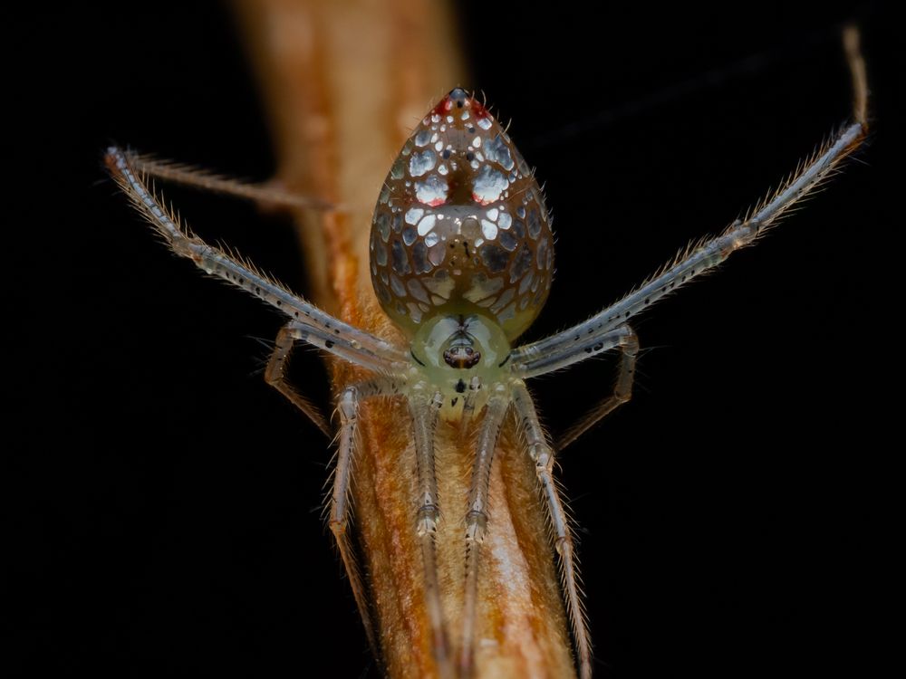 Mirror spider