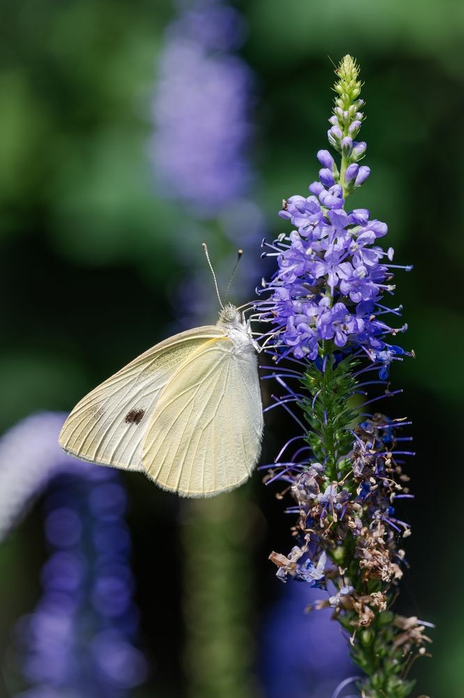 Photograph by Suzuki Ryuta