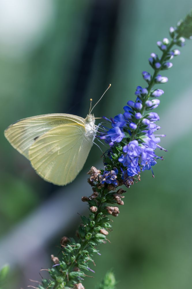 Photograph by Suzuki Ryuta
