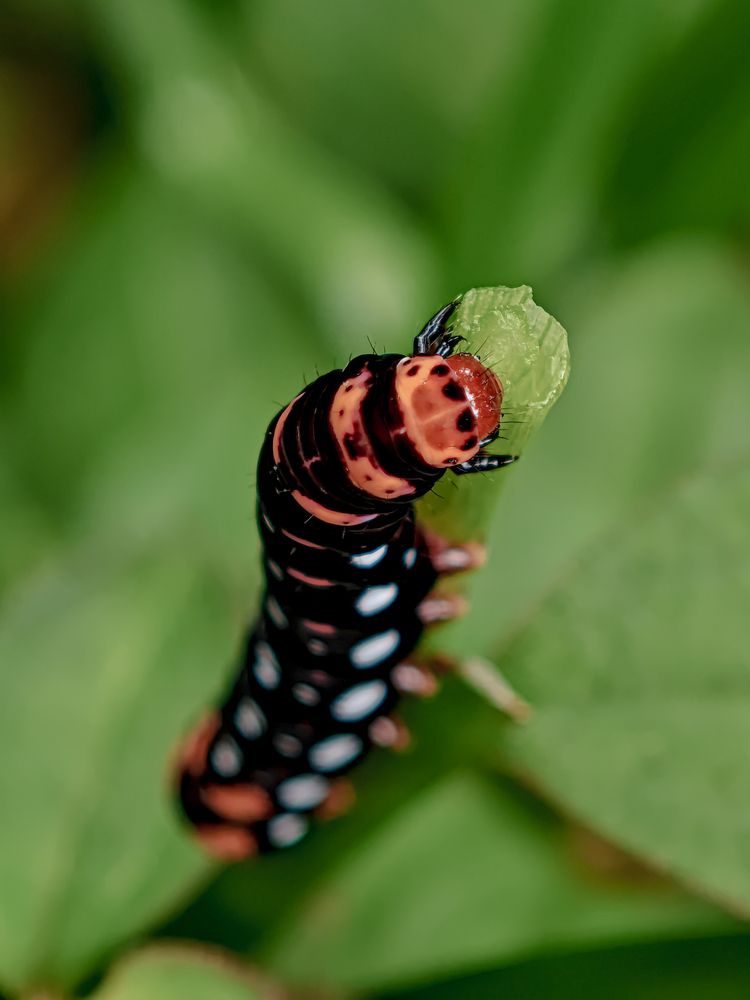 caterpillar