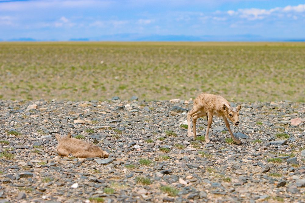 Photograph by Munkhzorig Baatar