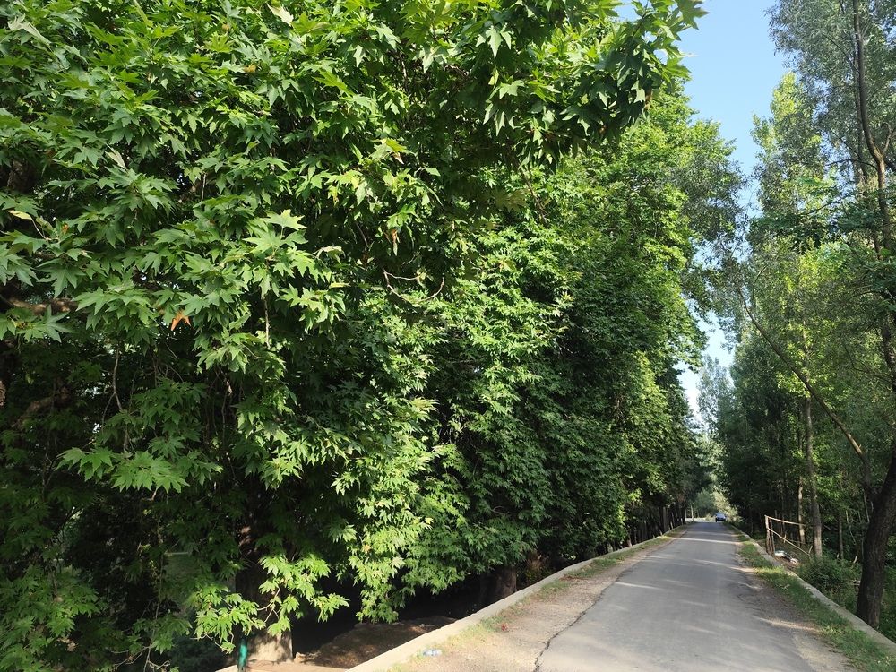 Photograph by Rehana