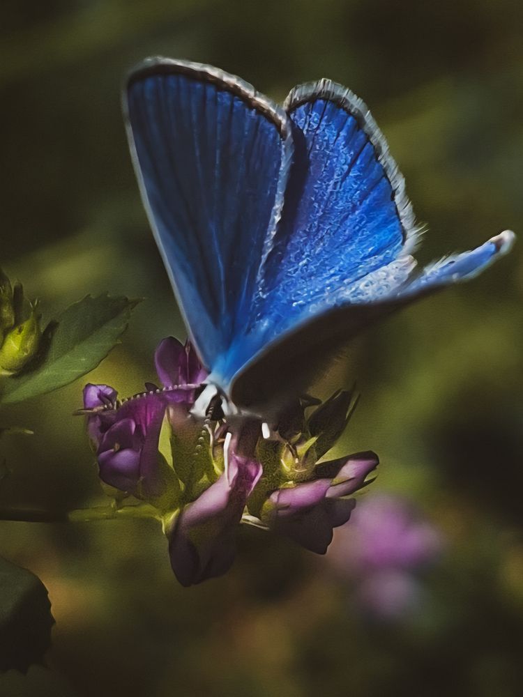Photograph by Elena Safarova