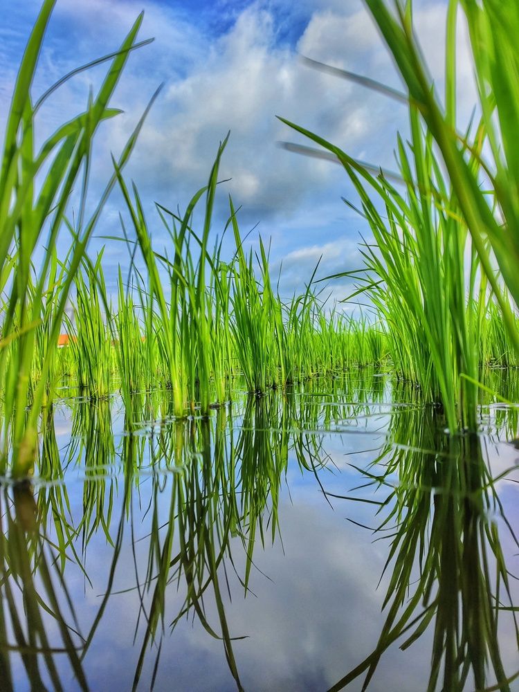 Photograph by Siew Chee chung