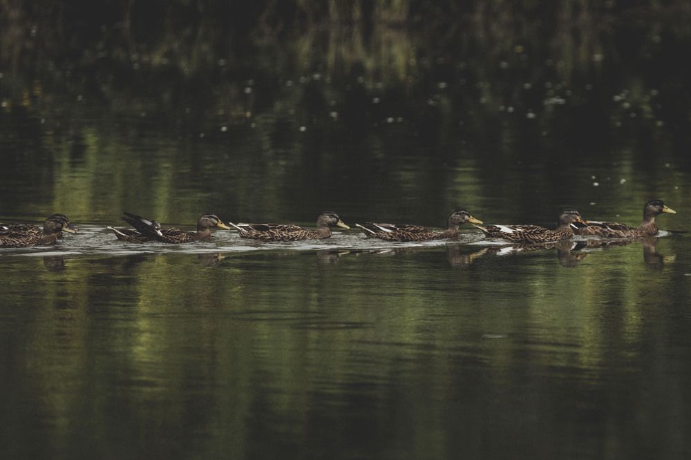 Photograph by ИРЕНА Цурпал