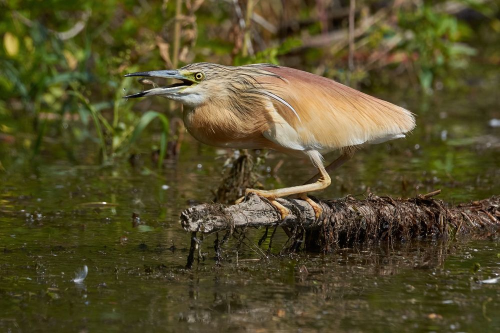 Photograph by Andrea Barlotti