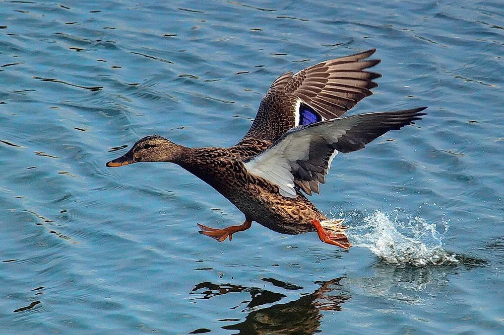 Photograph by Игорь Чеботарёв