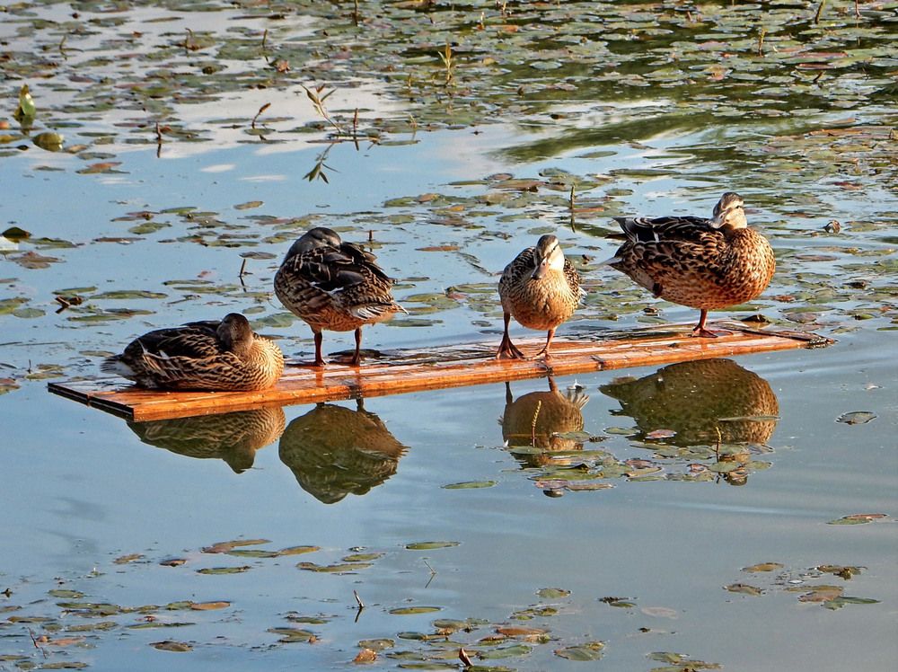 Photograph by Елена Гуляева