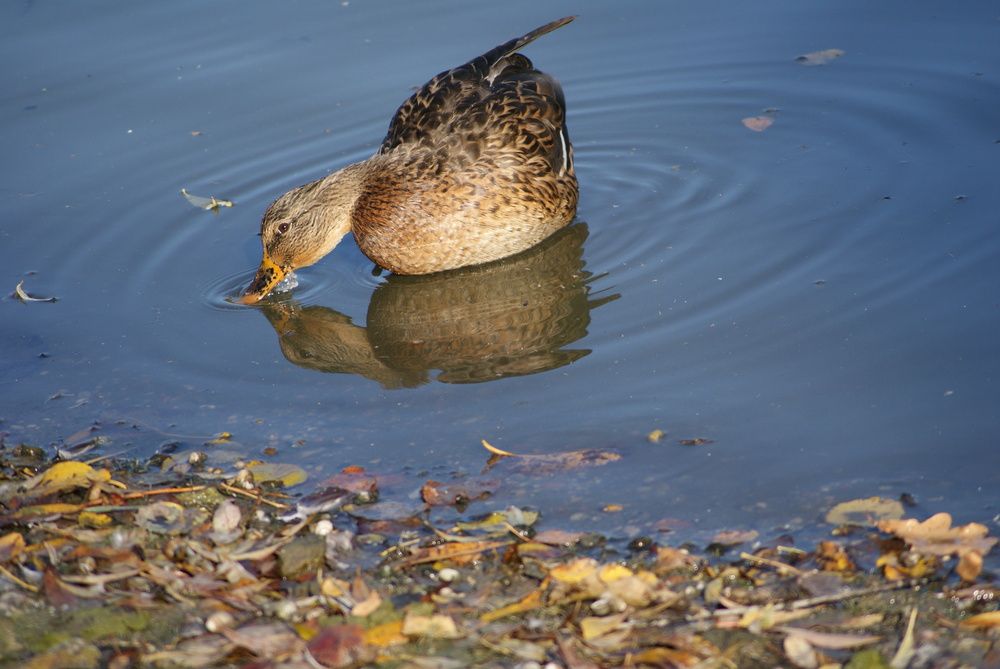 Photograph by Ольга Евтухова