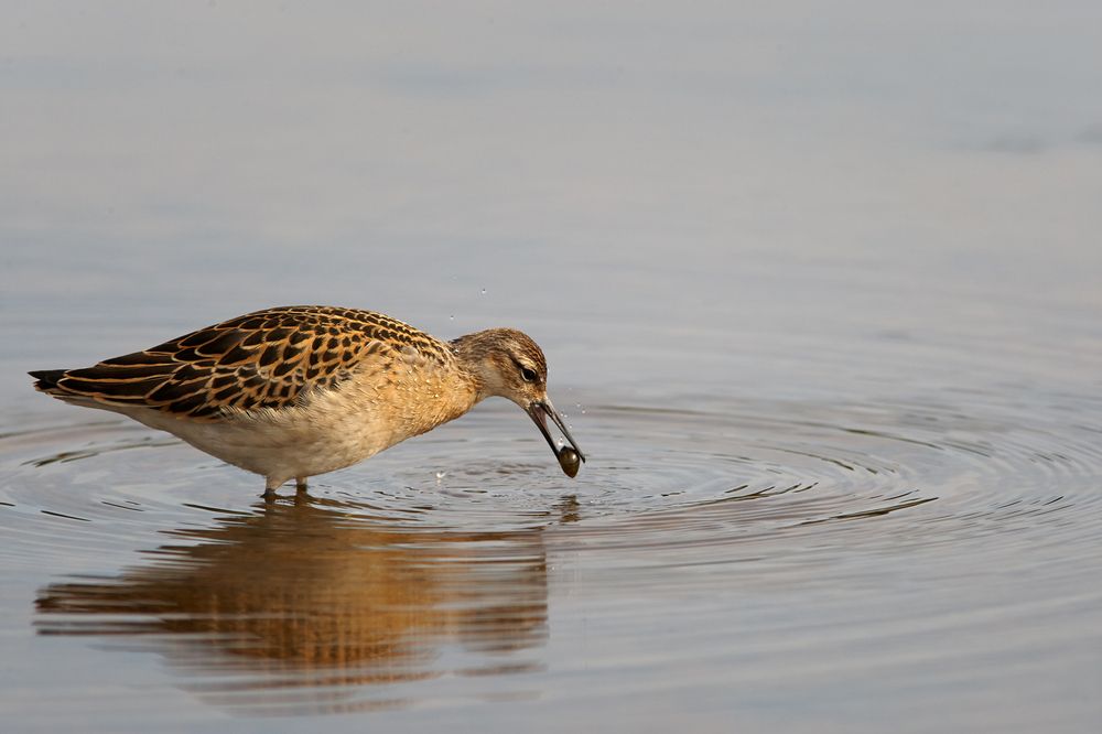 Фотография автора Владимир Борисов