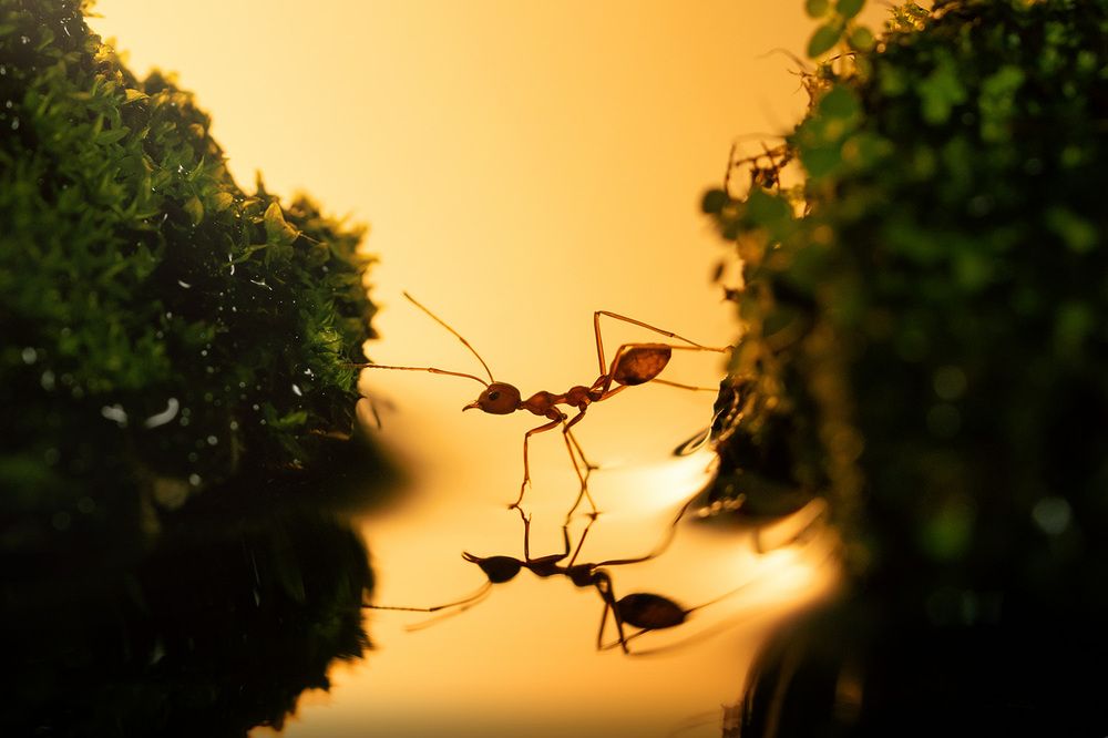 Photograph by Tran Anh Tuan