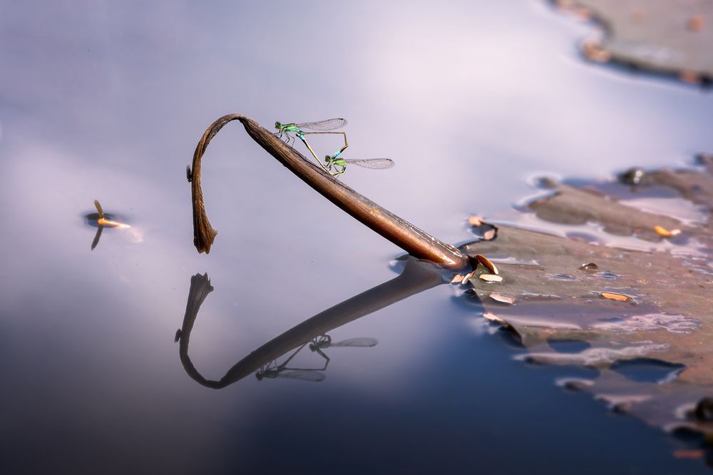 Фотография автора Tran Anh Tuan