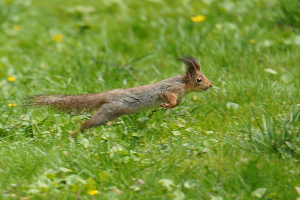 «Полет свободы»