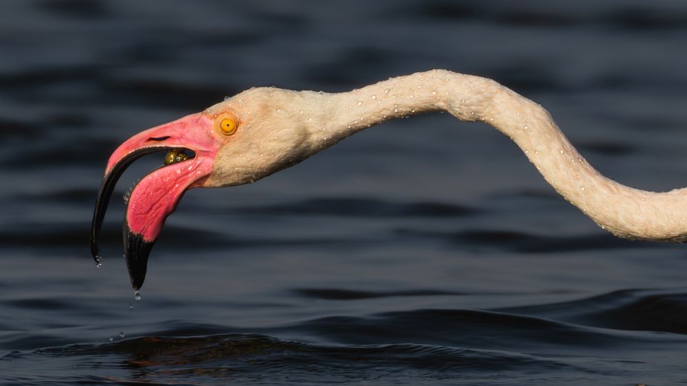 Photograph by Mahesh Kumar V Kolekar