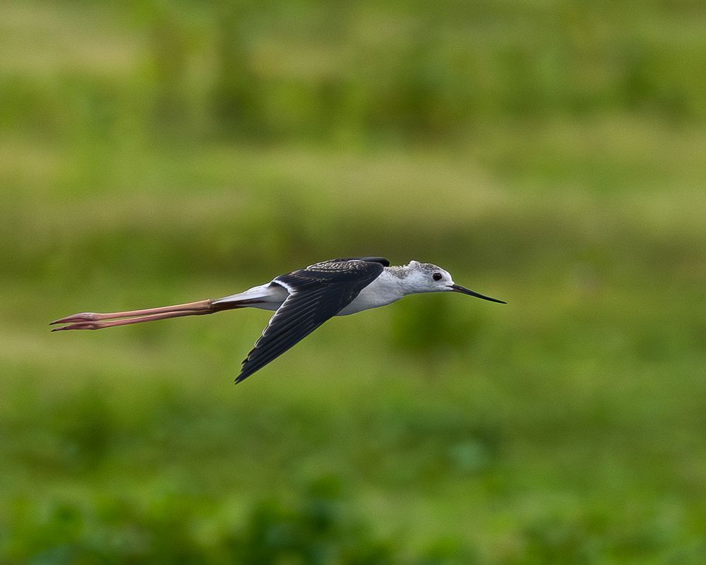 Фотография автора Nik Yog