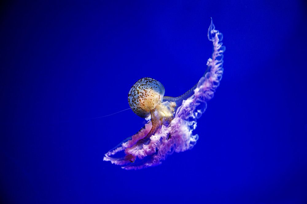 Танец Медузы