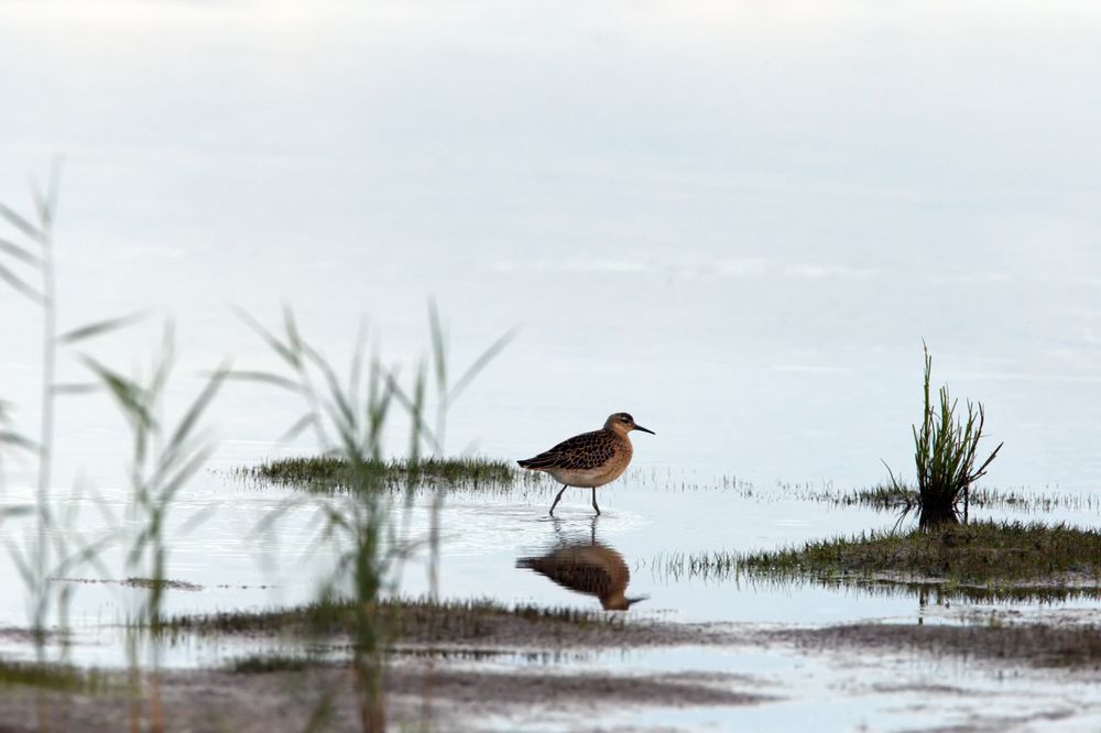 Фотография автора Владимир Борисов