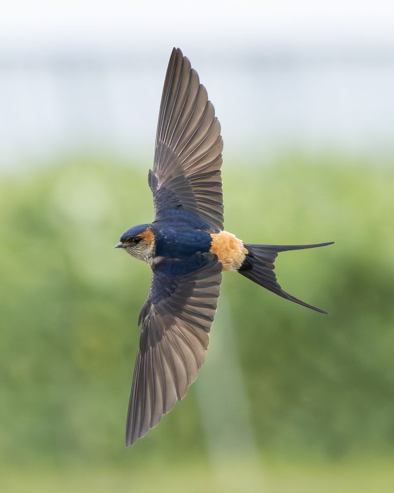 Photograph by KOHAGI